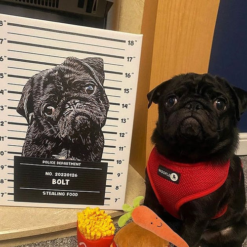 Illustrated Pet Mugshot - Digital Download