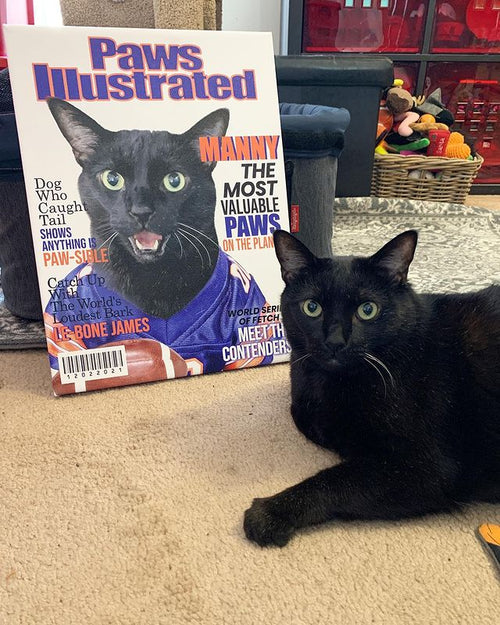 Paws Illustrated - Digital Download