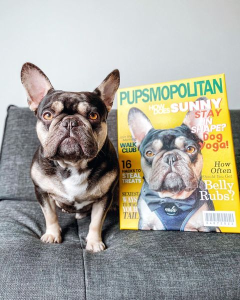 Pupsmopolitan - Digital Download