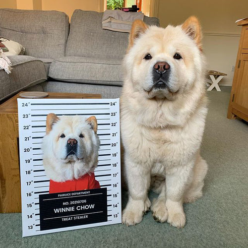 Pet Mugshot - Digital Download