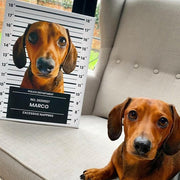 Pet Mugshot - Digital Download