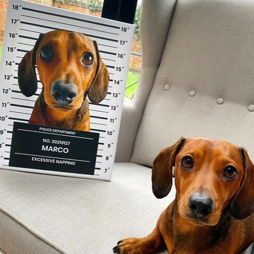 Pet Mugshot - Digital Download