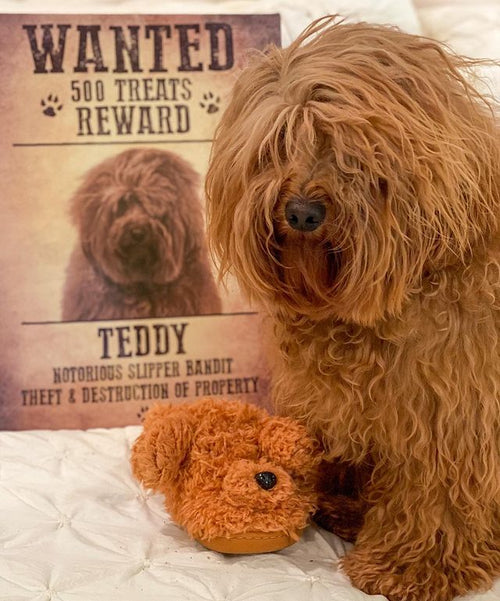 Wanted Teddy